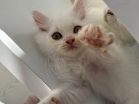British longhair yavrular