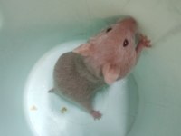 Syrian hamster son iki yavrumuz
