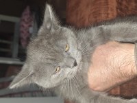 Safkan british shorthair yavrular
