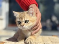 Ankarada ziyarete açık ny12 british shorthair