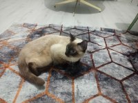 10 aylık erkek siyam kedisi