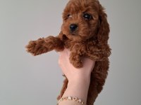 Fırsat Yavruları Evde büyüyen Toy Poodle Bebekler