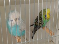 Show jumbo muhabbet kuşlar