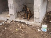 4 AYLIK DİŞİ BELÇİKA KURDU
