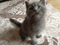 Exotic shorthair yavru
