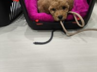 3.5 aylık safkan toy poodle