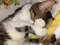 KEDİMİZ ÇOK ACİL YUVA ARIYOR