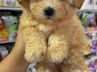 Mini Boy Maltipoo Yavrularımız