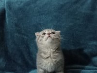 2 aylık kırık kulak scottish fold