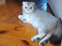 Scottish Fold 1.5 Yaşında