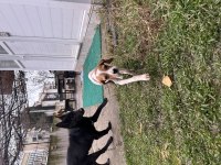 Pointer avcı köpeği saf kan uygun