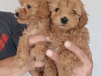 Poodle ayarı maltipoo yavrularımız