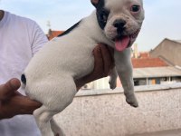 French Bulldog yavrularımız ırk garantilidir