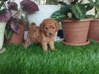 Poodle Yavru