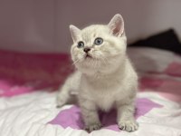 Lynx Point British Shorthair Yavrular