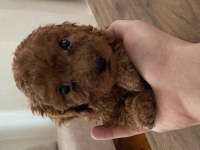 Erkek Toy Poodle