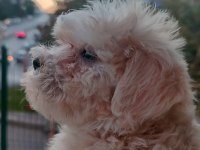 Dişi erkek güzellik abideleri maltese bebekler