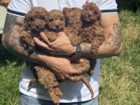 A Kalite Toy Poodle Yavruları