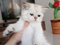 Safkan british shorthair yavrular