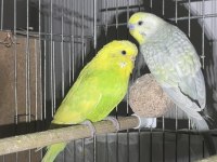 Rainbow Muhabbet Kuşu Takımları