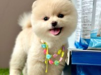 Safkan Pomeranian Boo Yavrularımız