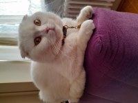 scottish fold