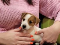 Jack russell bebek köpekler