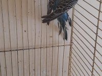 2 AYLIK GENÇ MAVİŞ DİŞİ MUHABBET KUŞU
