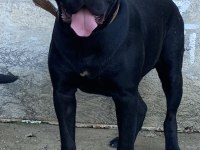Cane corso yavrular