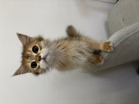Mama Karşılığı Golden British Longhair