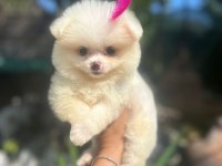 Tilki Surat Pomeranian Boo yavrularım