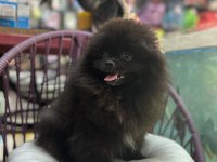 4 aylık dişi pomeranian boo yavrular