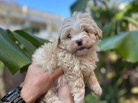 Antalya merkez maltipoo köpeğimiz