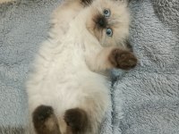 2 aylık british shorthair yavrular