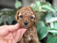 Birbirinden Güzel Toy Poodle Bebeklerimiz