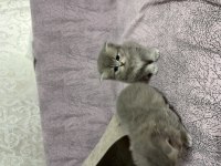 British Longhair sevimli iki kardeş