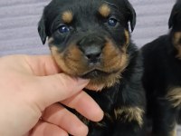 A PLUS KALİTE MACAR ROTTWEİLER YAVRULAR
