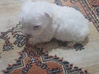 Sevimli bebek maltese