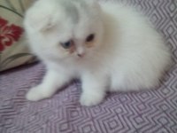 Scottish fold yavru
