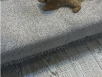 MİNİK MALTİPOO YAVRULARI