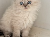 Sosyal British Longhair Kardeşler