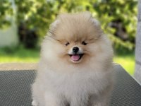 Mükemmel Ayı Surat Boo Pomeranian