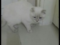 Scottish fold 8 aylık kedimiz