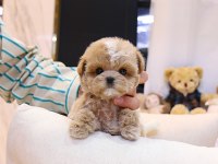 FİNCAN BOY MALTİPOO BEBEKLERİM KAPIDA ÖDEMELİ