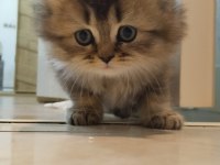 SAF IRK SCOTTİSH VE BRİTİSH BEBEK YAVRU KEDİCİKLER