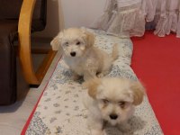 Sevgi dolu Morkie yavruları