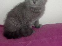 Blue British Shorthair Bebekler