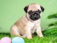 Irk Ve Sağlık Garantili Pug Cinsi Köpekler