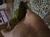 1 adet bebek konur papağanı kaldı