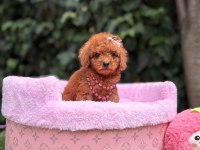 Orjinal Toy Poodle Yavruları 